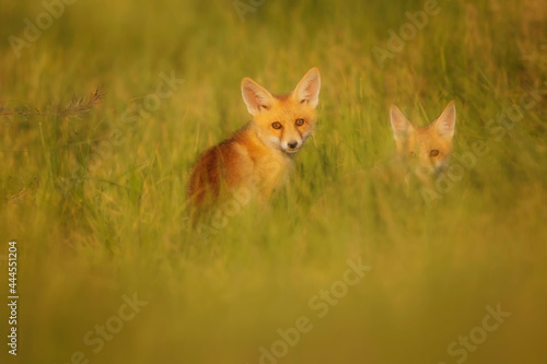 Cute Fox. Green nature background. Red Fox. Vulpes vulpes. © serkanmutan