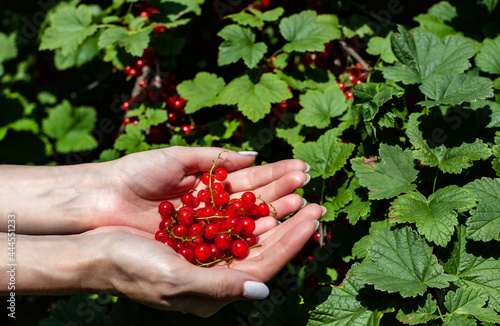 red currant in the palms of female hands