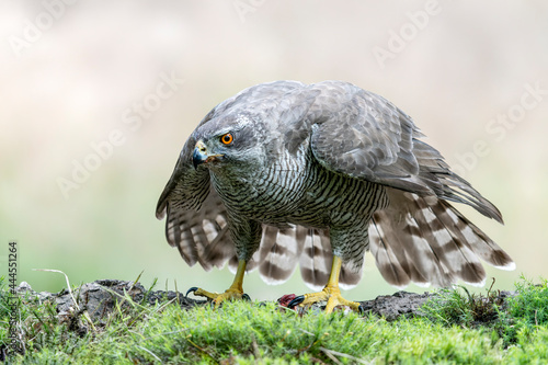 Adult of Northern Goshawk (Accipiter gentilis) on a branch with a prey in the forest of Noord Brabant in the Netherlands.