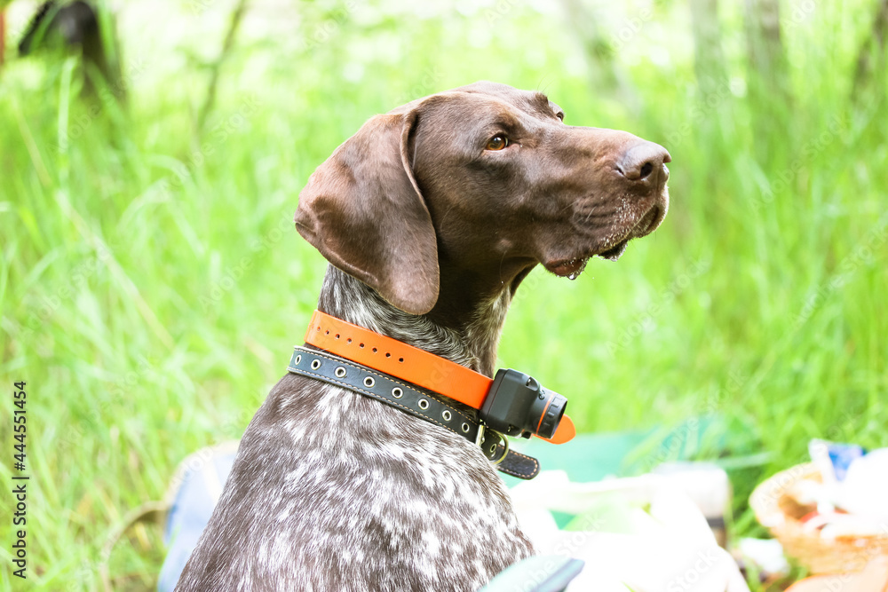 Beautiful Drathaar dog with electric shock collar for controlling, training outdoors on a green meadow at summer day. A German hound looks into distance. A portrait of a large breed of hunting dogs.