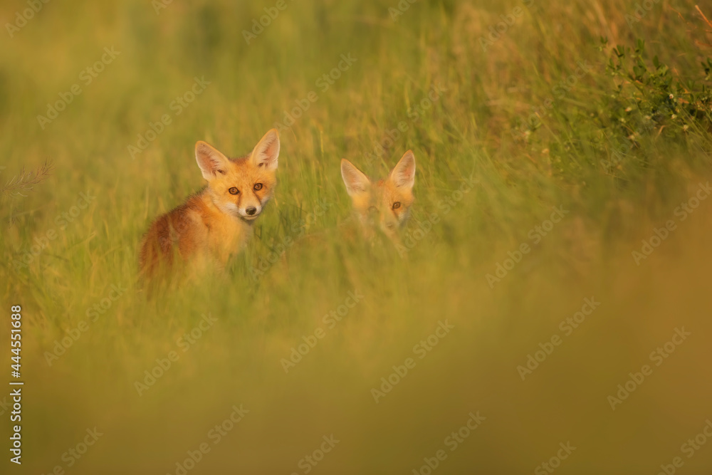 Cute Fox. Green nature background. Red Fox. Vulpes vulpes.