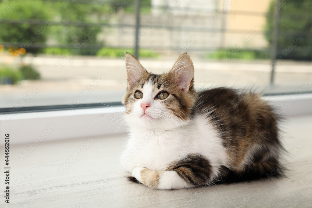 Cute kitten on window sill at home. Baby animal