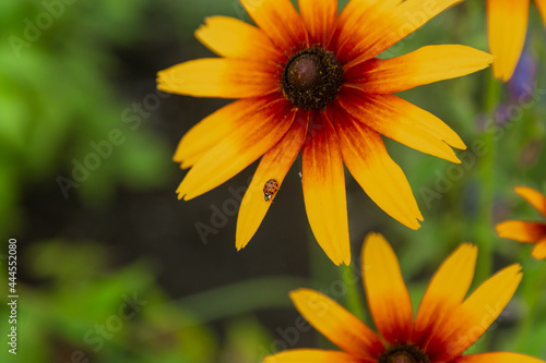 yellow flower in the garden