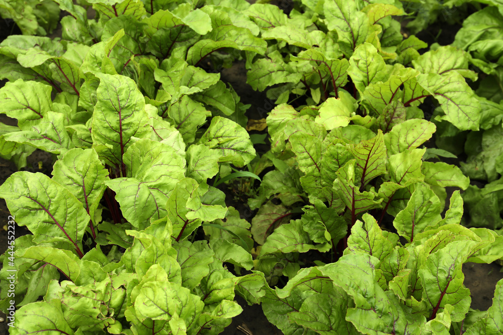 Beetroot plants with green leaves growing in garden Beetroot plants with green leaves growing in garden