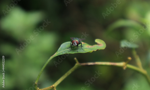 Front part of a common green bottle fly on a chilli leaf including its red eyes