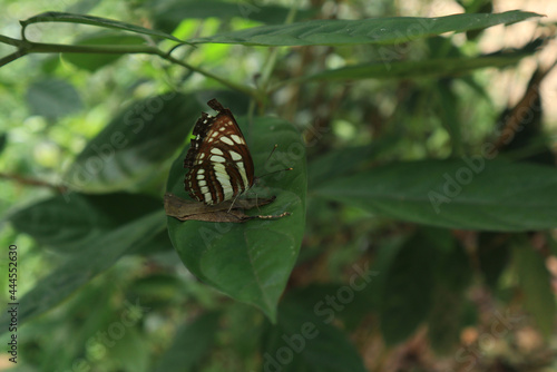 Fotografia Close up of a common sailer butterfly on a green leaf