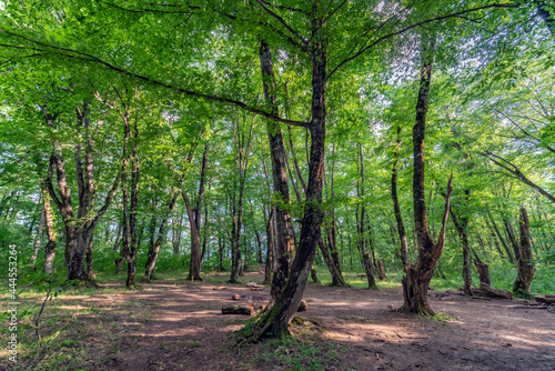 Beautiful scenic summer landscape of green forest by Mezmai village in Caucasus mountains, Russia.