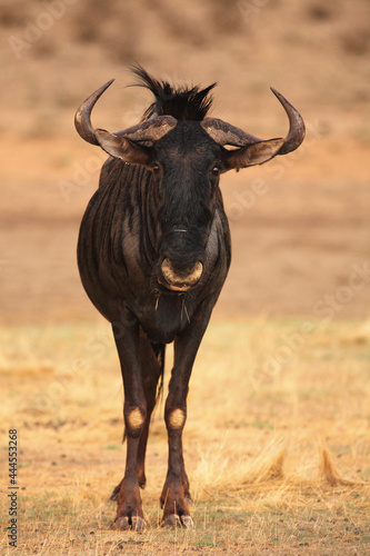 A blue wildebeest (Connochaetes taurinus) calmly staying in dry grassland.