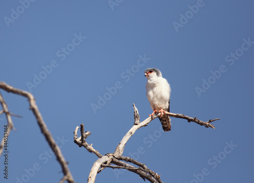 The pygmy falcon (Polihierax semitorquatus) or African pygmy falcon on the old branche. photo