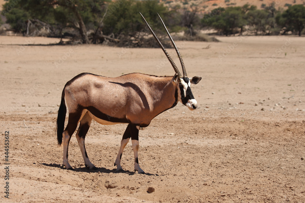 The gemsbok or gemsbuck (Oryx gazella) walking on the red sand dune with red sand and dry grass around. The gemsbok or gemsbuck (Oryx gazella) walking on the red sand dune with red sand and dry grass around.