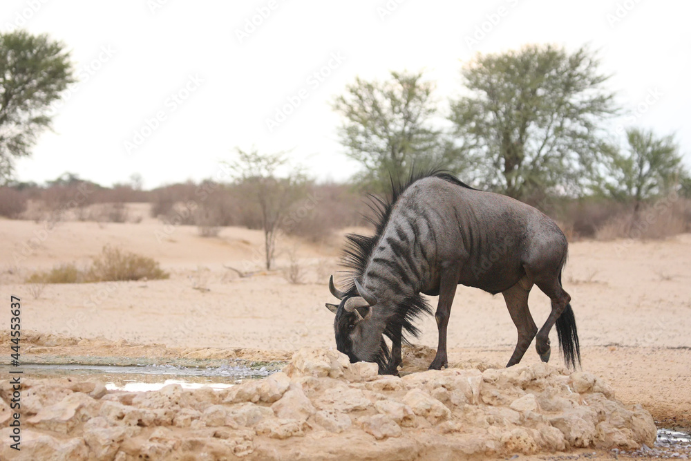 Fototapeta premium A blue wildebeest (Connochaetes taurinus) calmly drinking in dry grassland.