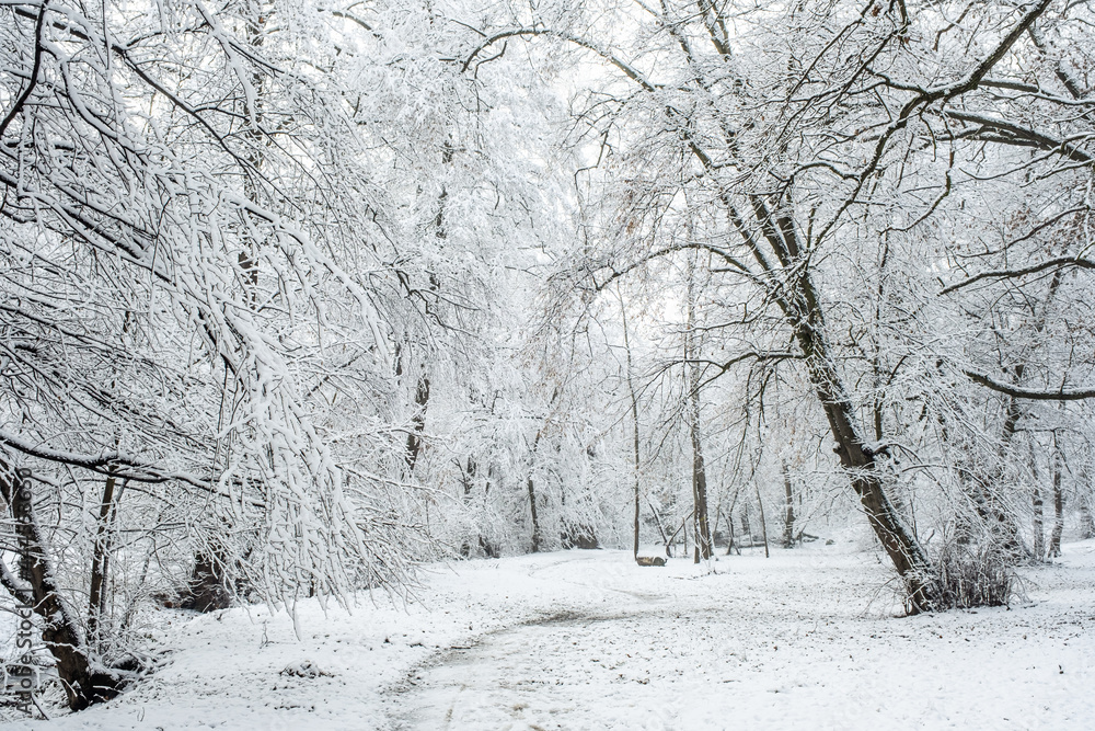Obraz premium winter time in park from Sibiu city, Romania