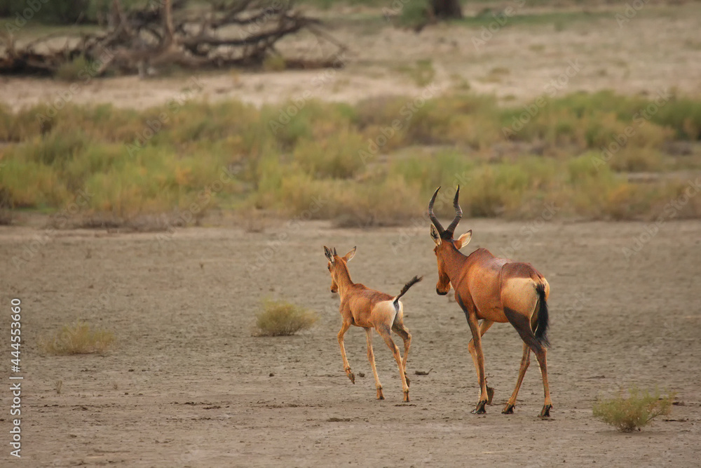 Red hartebeest (Alcelaphus buselaphus caama or Alcelaphus caama) mother with her baby running on the dry sand of Kalahari desert. Red hartebeest (Alcelaphus buselaphus caama or Alcelaphus caama) mother with her baby running on the dry sand of Kalahari desert.