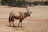 The gemsbok or gemsbuck (Oryx gazella) walking on the red sand dune with red sand and dry grass around.