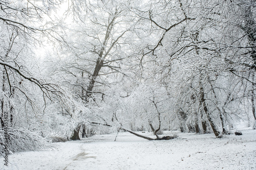 Wallpaper Mural winter time in park from Sibiu city, Romania Torontodigital.ca