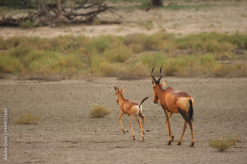 Red hartebeest (Alcelaphus buselaphus caama or Alcelaphus caama) mother with her baby running on the dry sand of Kalahari desert. photo