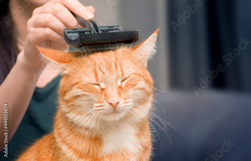 woman combing a ginger cat with a comb photo