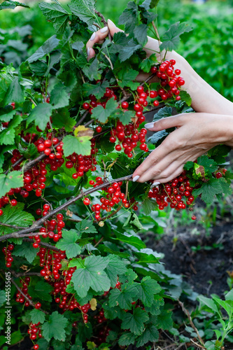 red currant in the palms of female hands