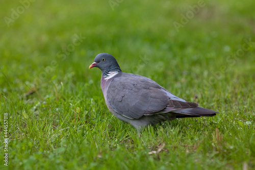 A beautiful grey pigeon sitting on the grass in the Tartu city park. The bird has multi-coloured feathers and yellow eyes.