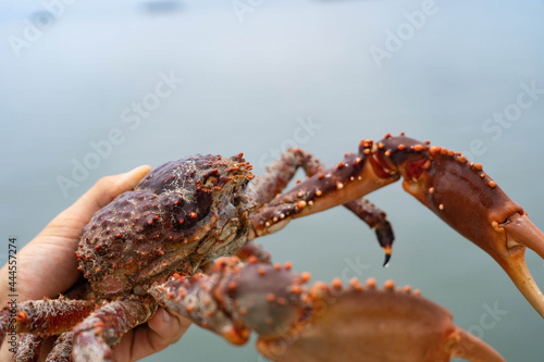 Hand holds huge red crab on the sea background