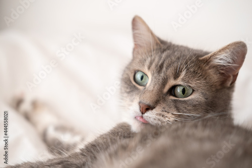 Funny, cute cat stuck out his tongue and looks in surprise, with his green eyes, resting on a soft bed. Siesta.  © koldunova