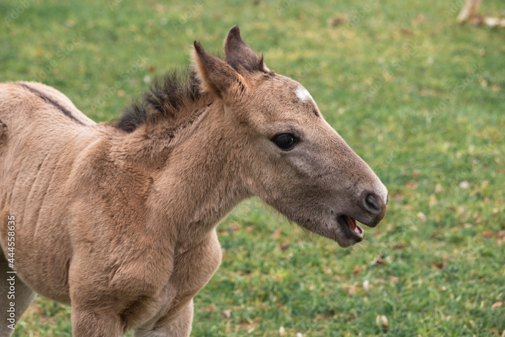 wild horse foal (Equus ferus)