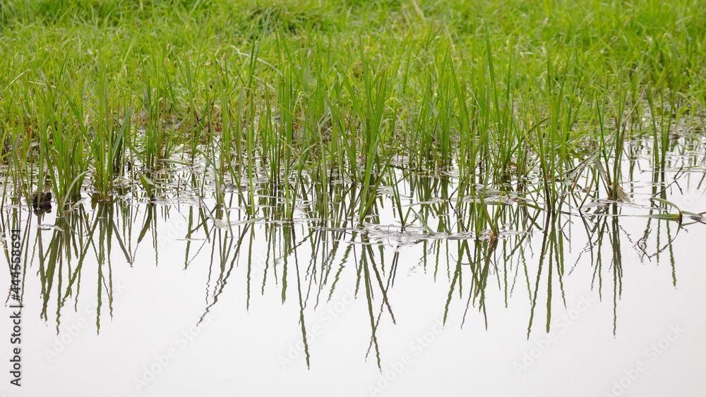 Obraz premium Small green reeds growing at the waters edge