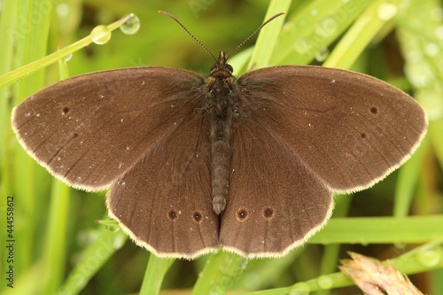 Принти на полотні Ringlet Butterfly