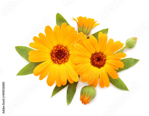 Beautiful calendula flowers with green leaves on white background, top view