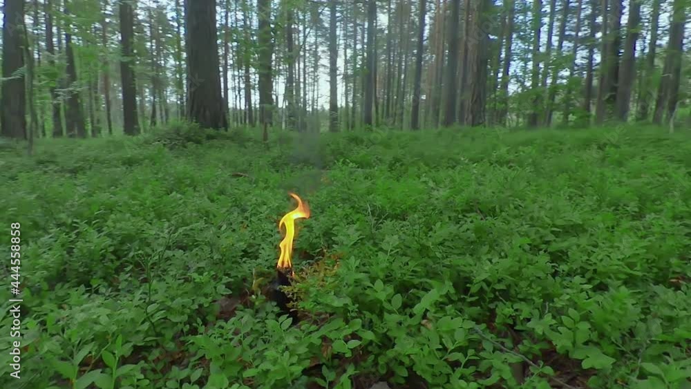 Burning Candle in Pine Forest at Sumer Day - Smooth and Super Slow Motion Burning Candle in Pine Forest at Sumer Day - Smooth and Super Slow Motion