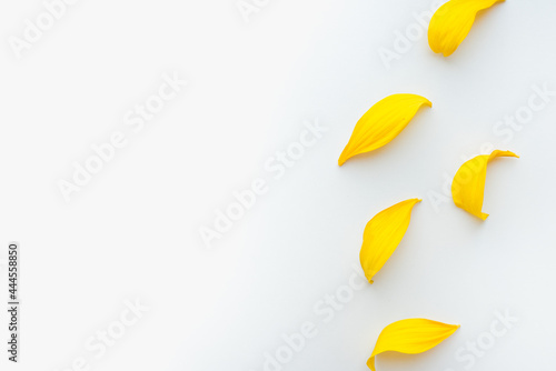 yellow petals on a white background, colored background, texture of petals 