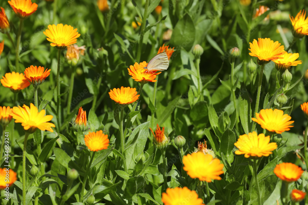 Beautiful white butterfly on calendula flower outdoors Beautiful white butterfly on calendula flower outdoors
