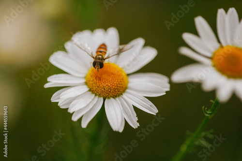 Camomile © Rembecky