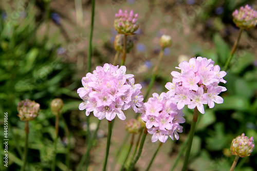 Pink flowers on a natural green background. Background image. Close-up.