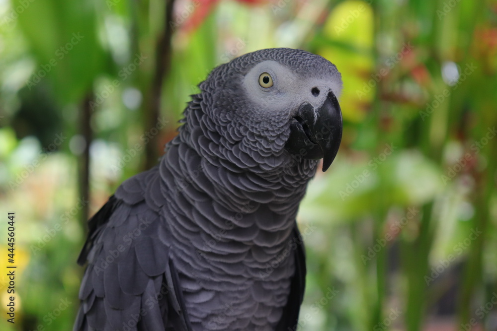 Fototapeta premium black and white parrot