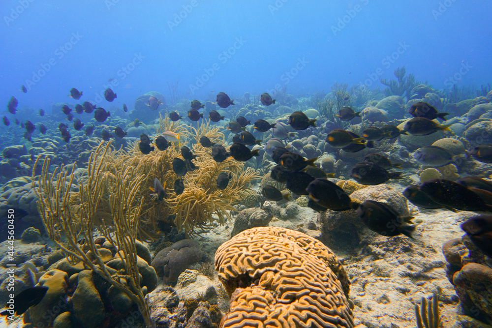 A beautiful coral reef with a school of blue tang fish swimming in the blue water of the Caribbean sea on Curacao island. A beautiful coral reef with a school of blue tang fish swimming in the blue water of the Caribbean sea on Curacao island.