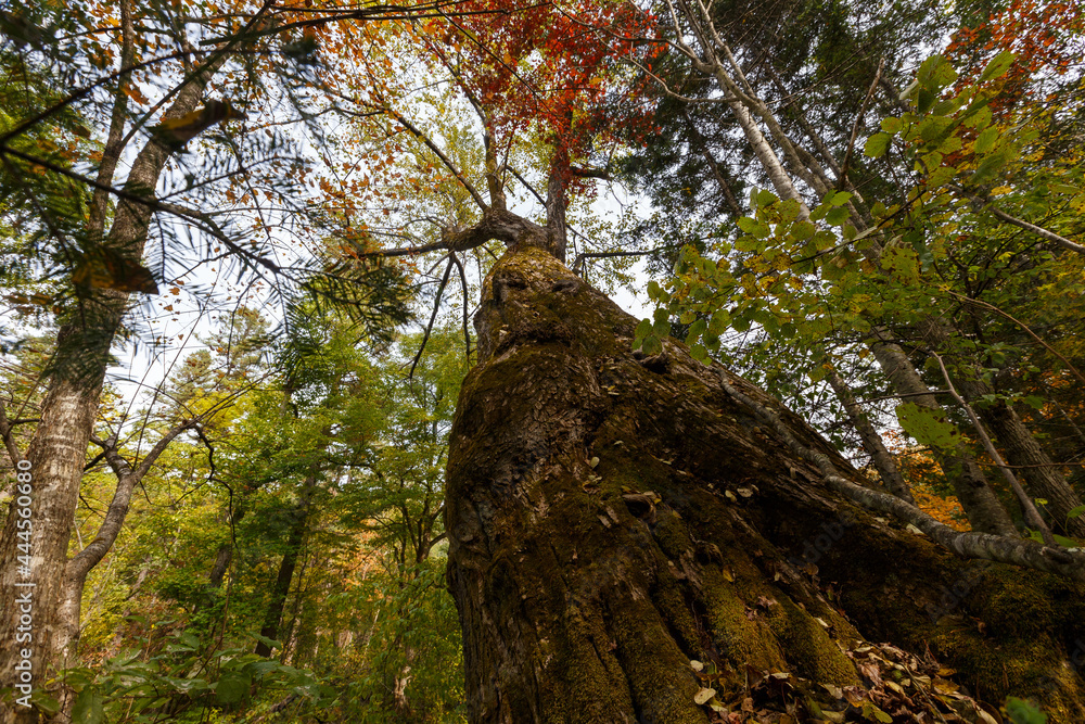Obraz premium Sikhote-Alin Biosphere Reserve. The old reserved tree goes up. Autumn tree.