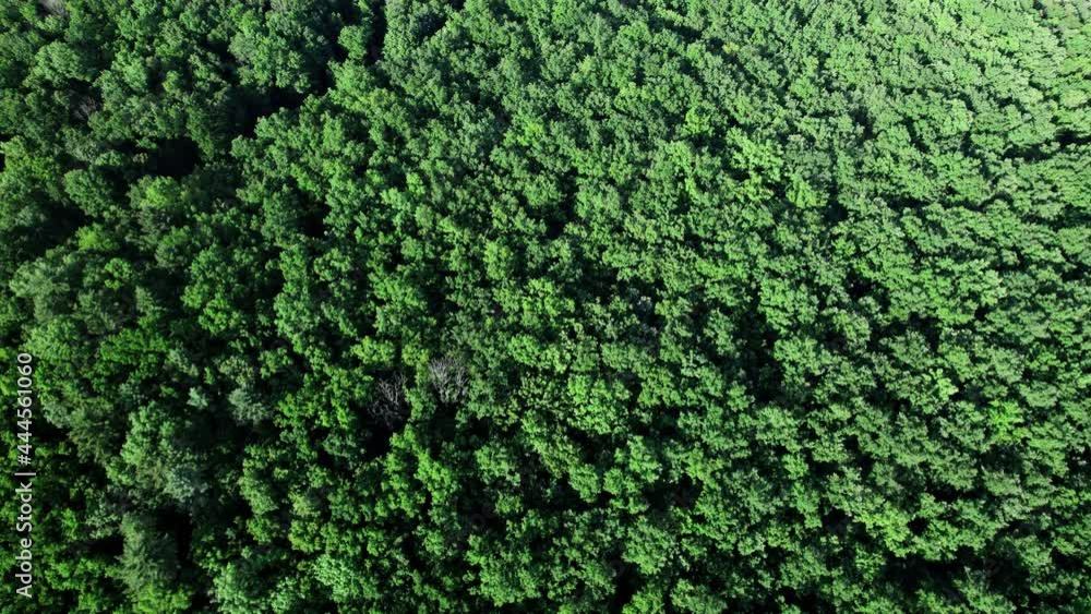 Summer green trees in forest background Summer green trees in forest background