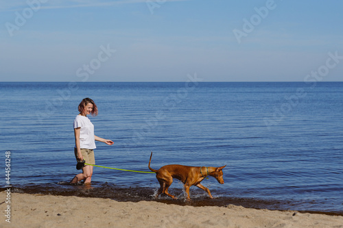 The pharaoh breed greyhound dog with the female owner plays, walks and runs at seaside. Daytime blue sky. Friendship between animal and human. Classes with the dog outdoors.