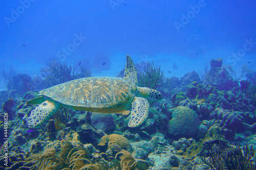 Beautiful green turtle swimming in the blue waters of the Caribbean sea in Curacao.