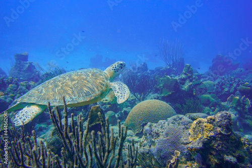 Beautiful green turtle swimming in the blue waters of the Caribbean sea in Curacao.