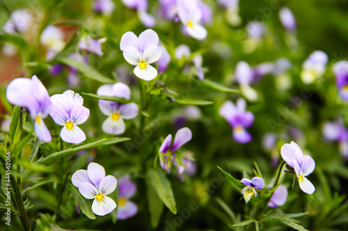 Beautiful blossoming summer flowers in garden in blossom