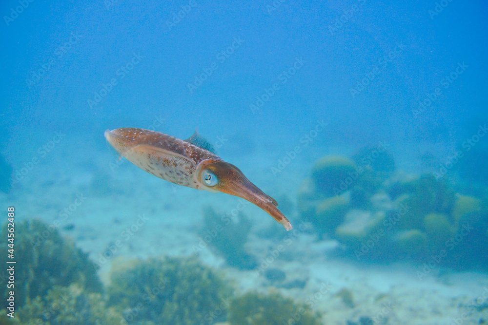 Fototapeta premium Beautiful squid swimming in the blue waters of the Caribbean sea of Curacao island