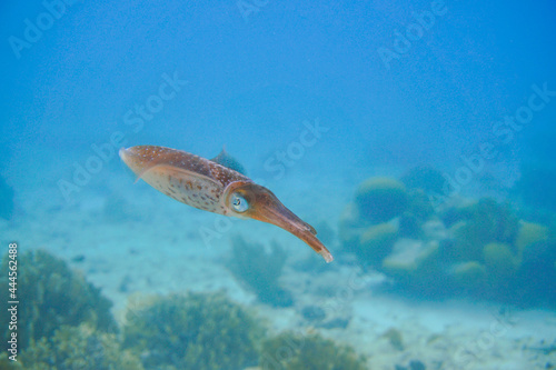 Beautiful squid swimming in the blue waters of the Caribbean sea of Curacao island