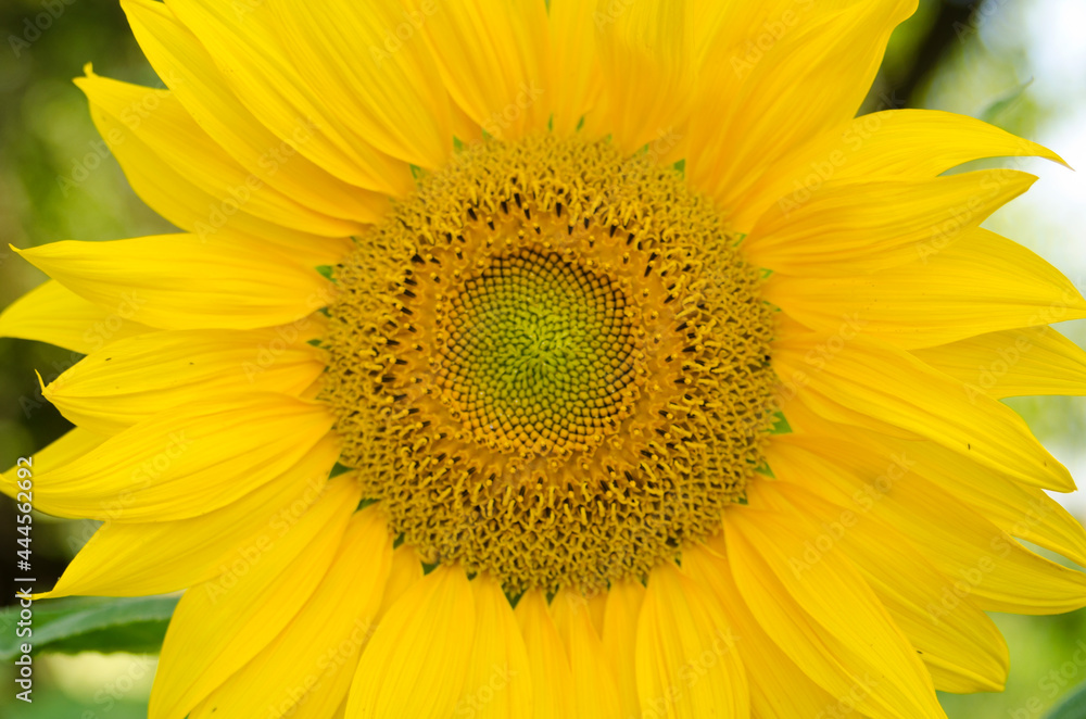 sunflower grown in the garden. Natural light outdoor picture. Greeting card. sunflower grown in the garden. Natural light outdoor picture. Greeting card.
