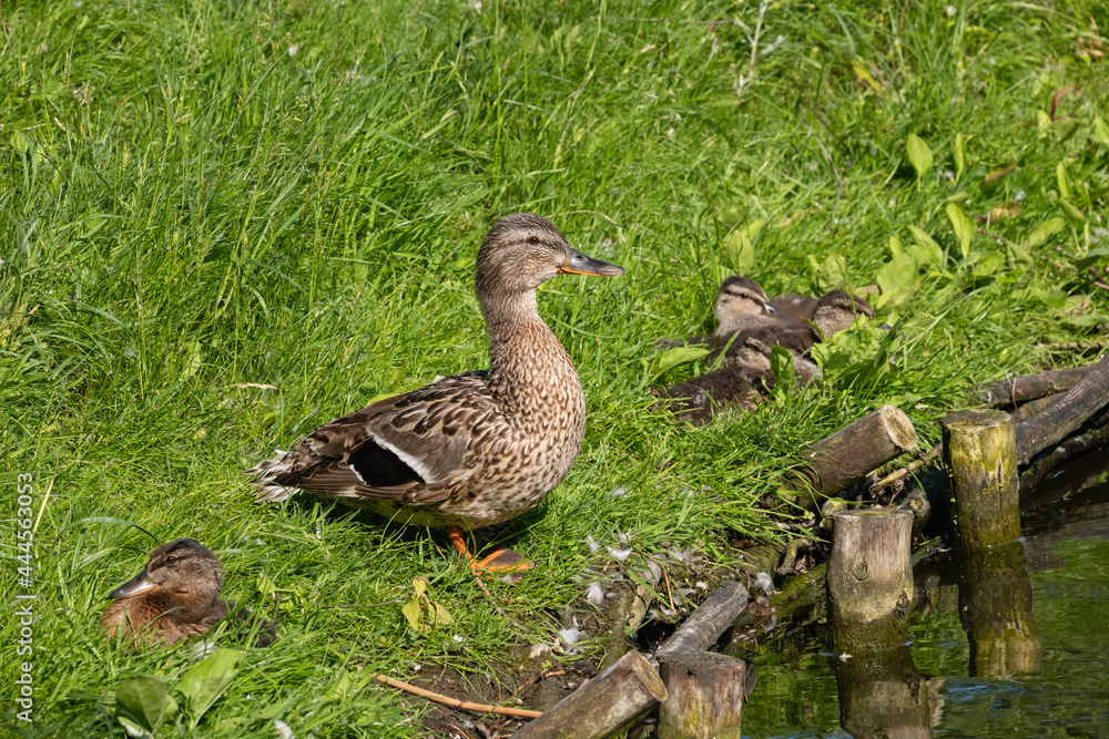 Mallard Duck With Ducklings On Lake Shore Mallard Duck With Ducklings On Lake Shore