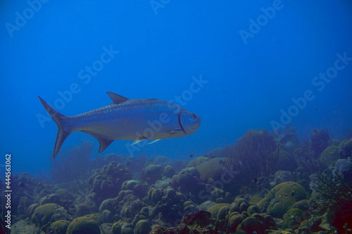A large tarpon swimming in the blue waters of the Caribbean sea in Curacao. Silver king fish