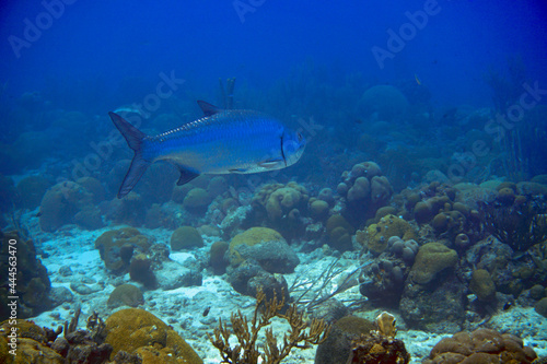 A large tarpon swimming in the blue waters of the Caribbean sea in Curacao. Silver king fish