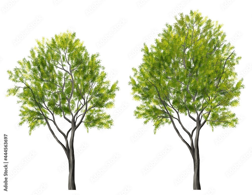 watercolor tree side view isolated on white background for landscape and architecture layout drawing, elements for environment and garden watercolor tree side view isolated on white background for landscape and architecture layout drawing, elements for environment and garden