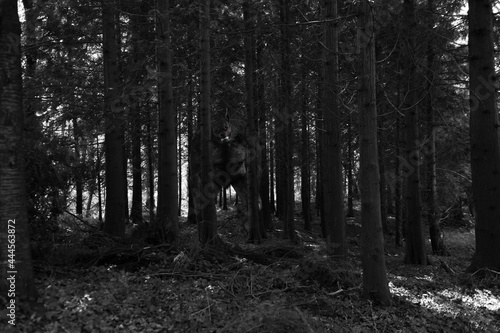 3d Werewolf figure amongst trees in black and white